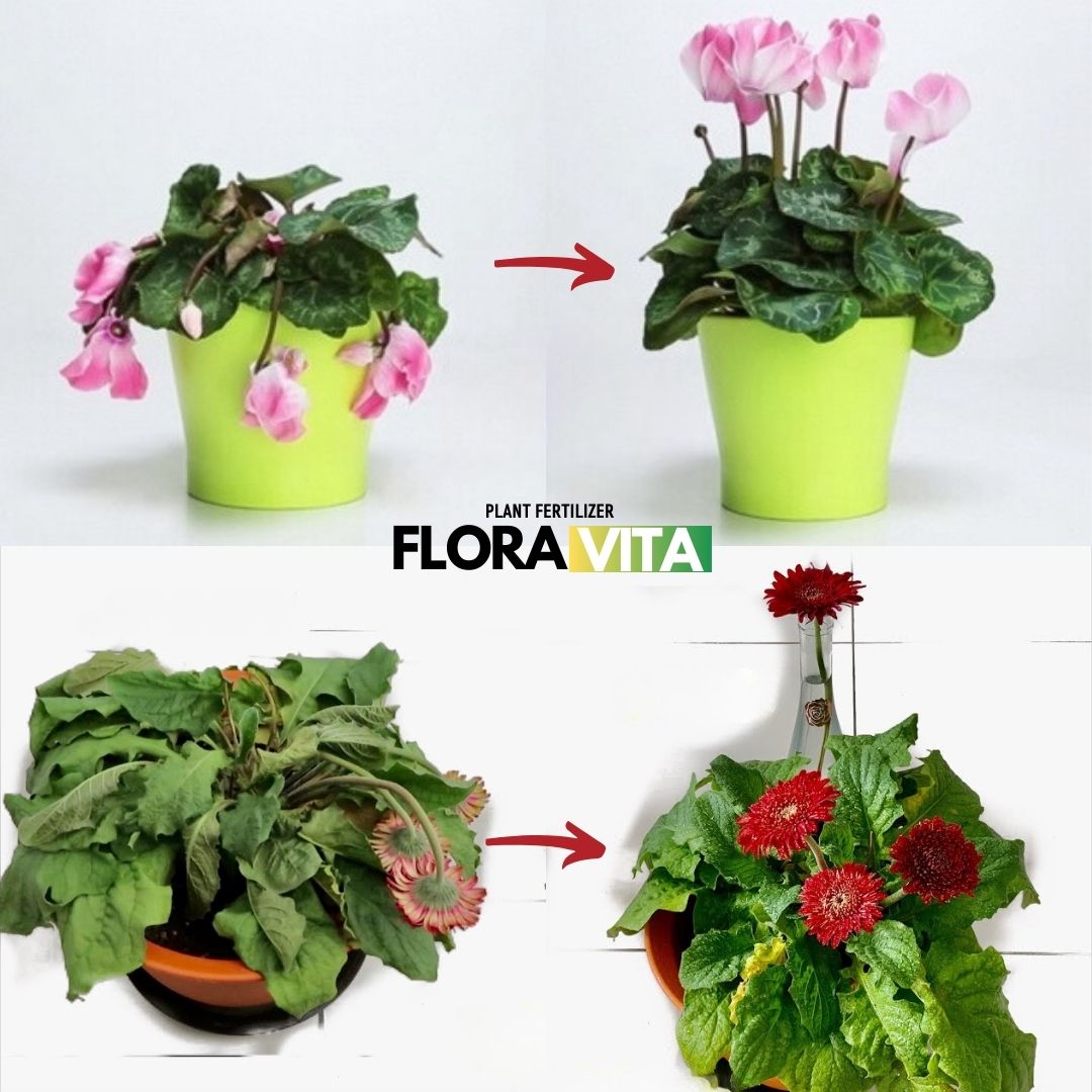 Floravita đubrivo za biljke