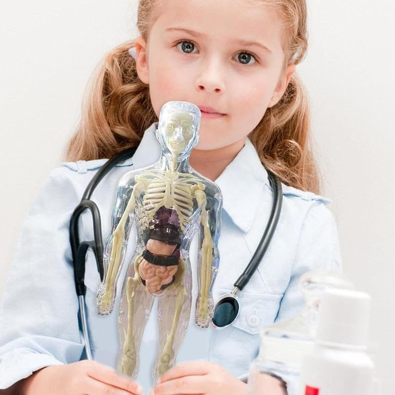 Edukativni set 3D model ljudskog tela