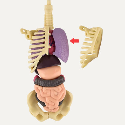 Edukativni set 3D model ljudskog tela